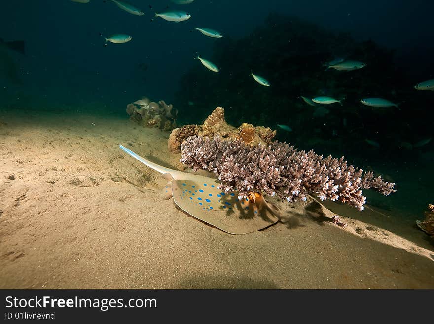 Ocean, coral, sun and bluespotted stingray taken in de red sea.