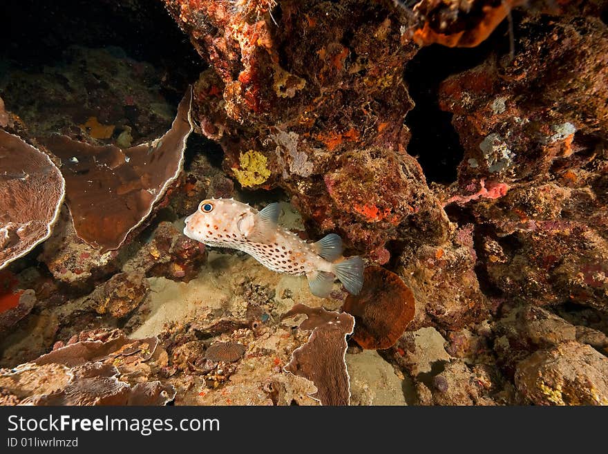 Ocean, coral, sun and porcupinefish