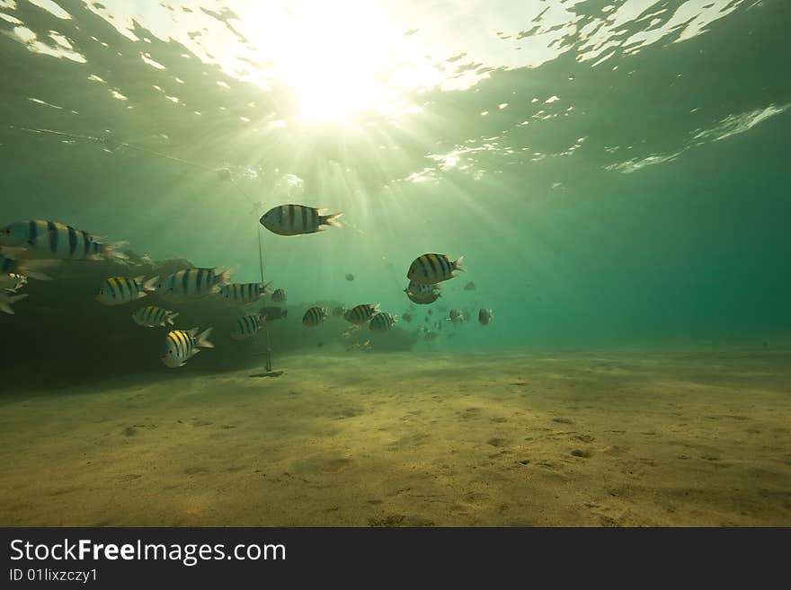 Ocean, coral, sun and fish taken in de red sea.