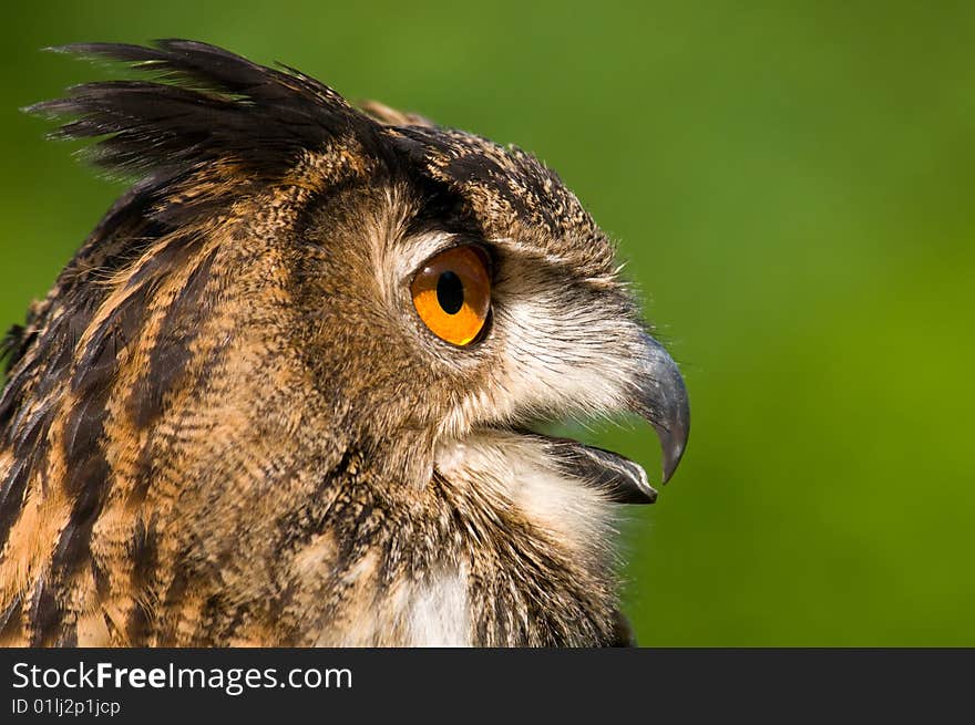 A portrait of an eared owl. A portrait of an eared owl