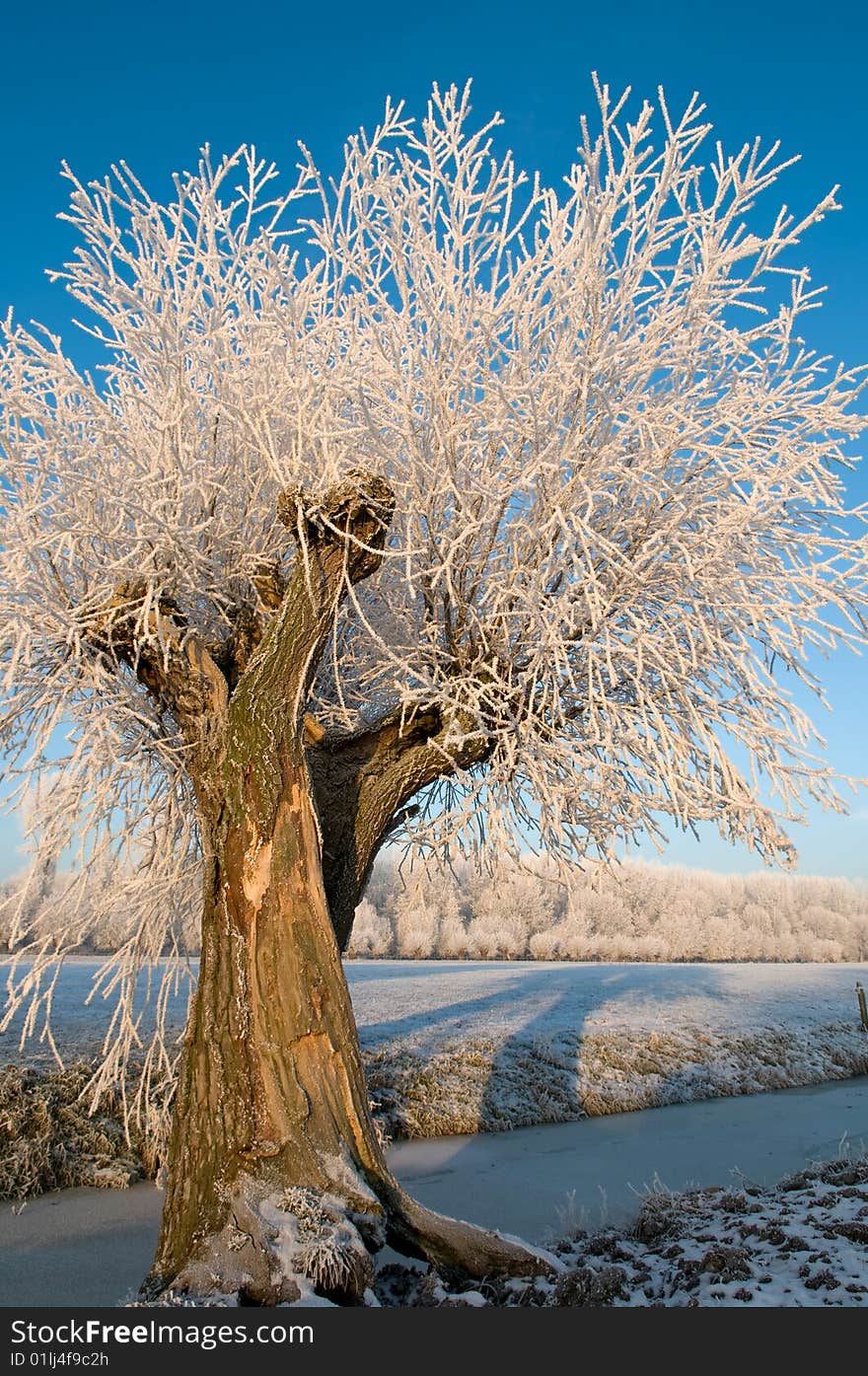 Willow tree in hoarfrost