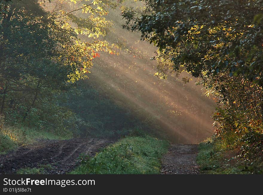 A forest lane with sunrays trough the trees. A forest lane with sunrays trough the trees