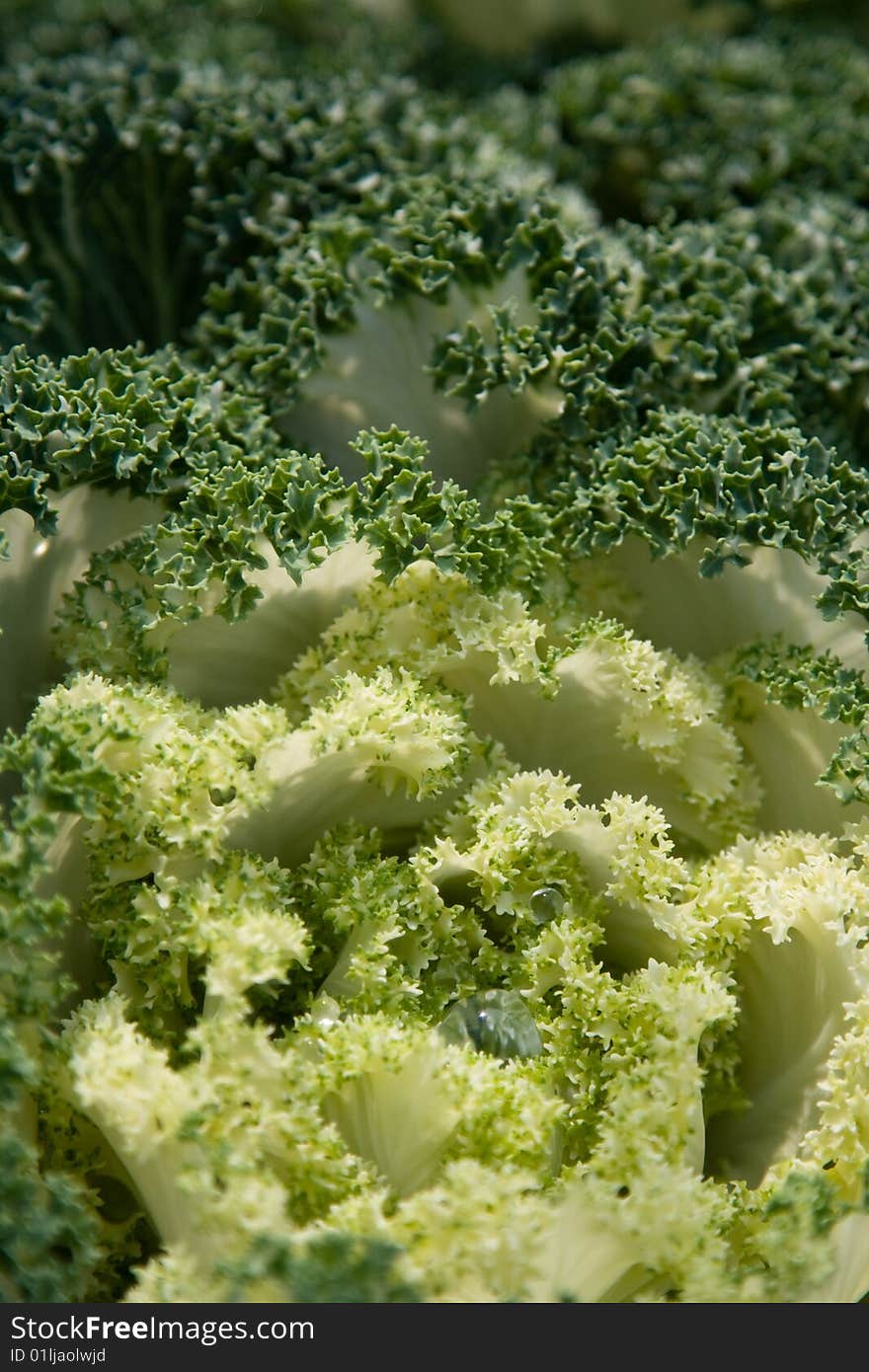 A closeup shot of a lettuce flower with some water droplets on it. A closeup shot of a lettuce flower with some water droplets on it