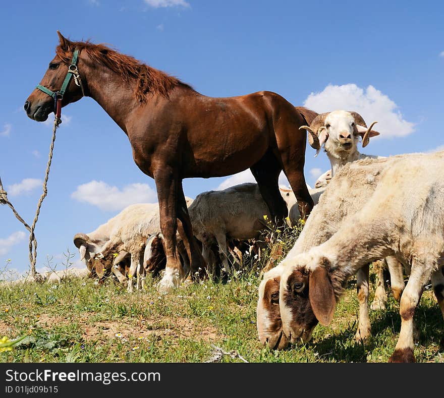 Horse and sheep at the grazing field