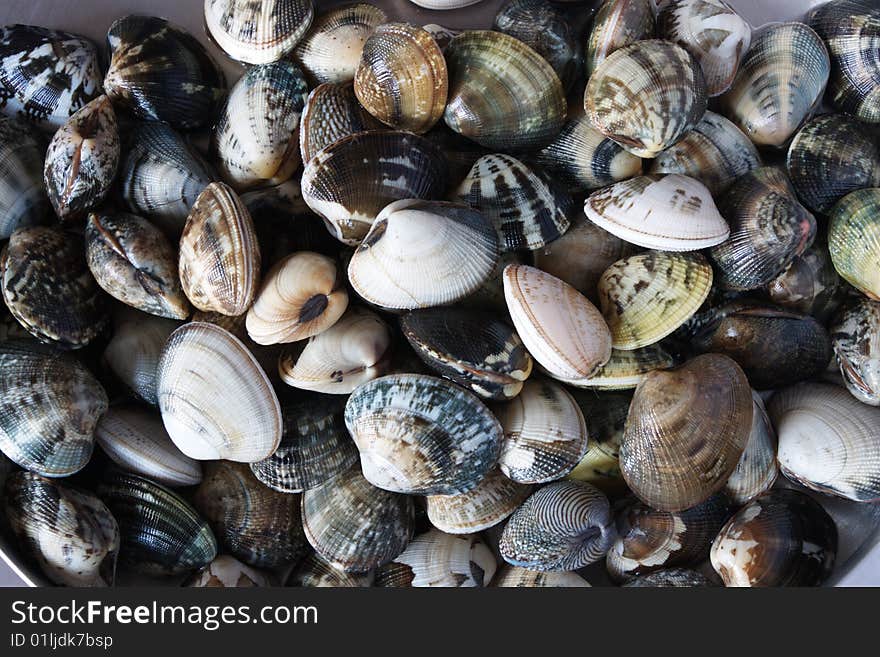 Shells