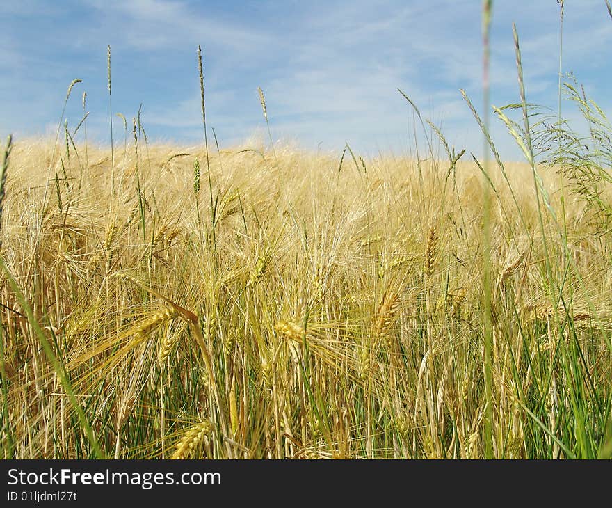 Yellow corn field