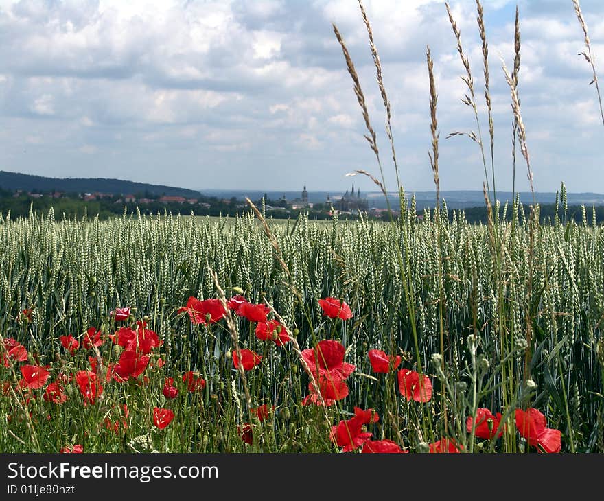 Green field with corn rose