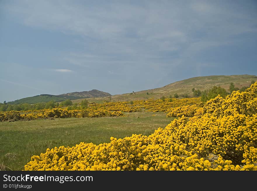 The yellow hills in early spring at 
brig o'turk in scotland. The yellow hills in early spring at 
brig o'turk in scotland