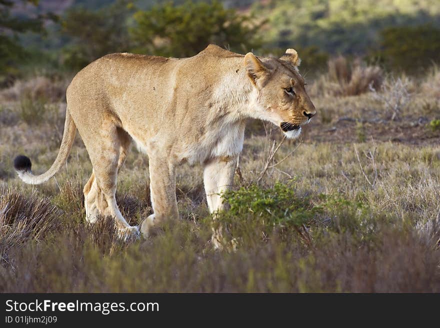 Lioness Walking