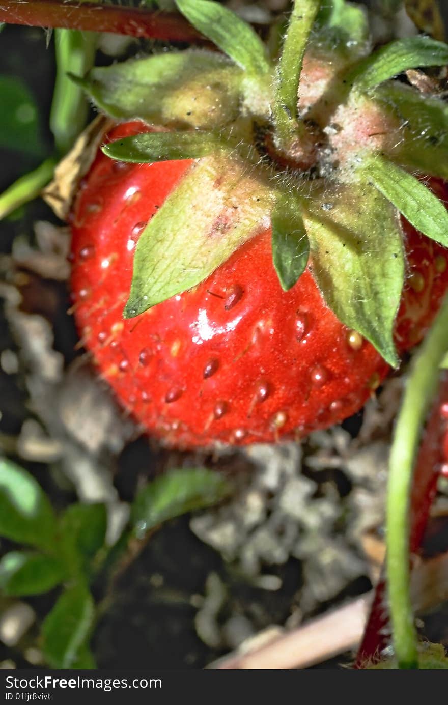 Berry of a strawberry on the stalk