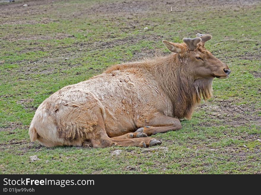 A male elk with new antlers growing in the spring