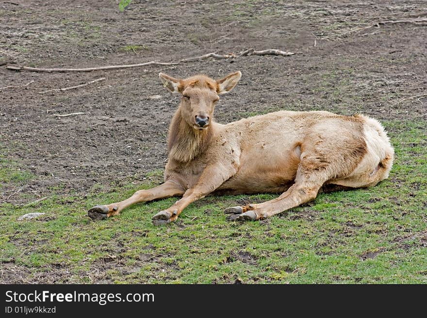 A female elk resting on grass in the sun