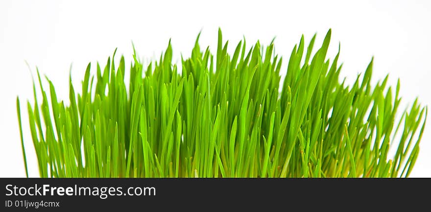 Green grass on white background