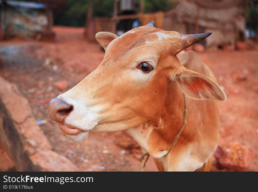 Cow Head