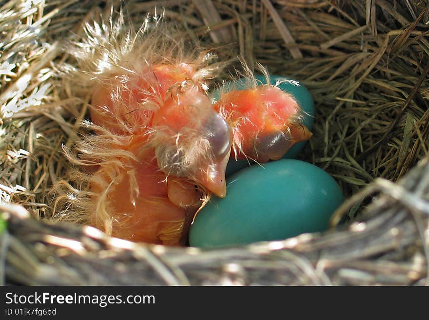 Nest with baby birds and green eggs. Nest with baby birds and green eggs