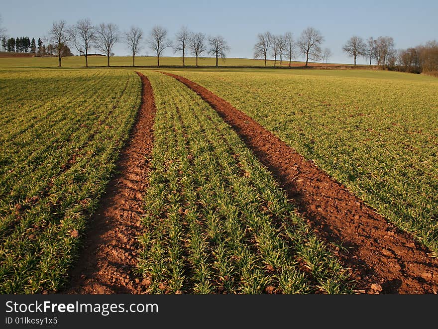 Green field with trees on spring. Green field with trees on spring