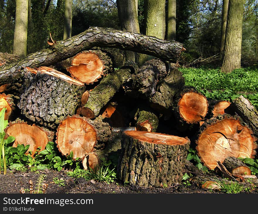 Stack of weathered logs in woodland