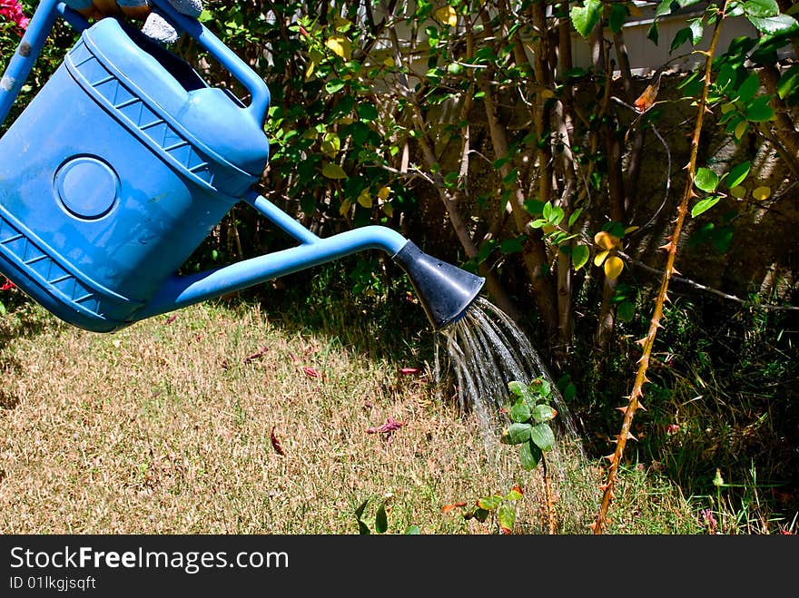 Water pouring from blue watering can onto a drying rose