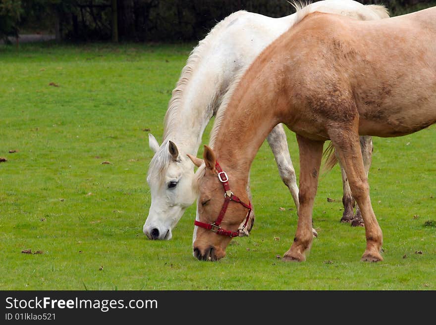 Two horses grazing on a green grassy field