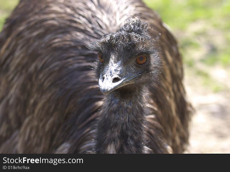 Portrait emu - on the green meadow