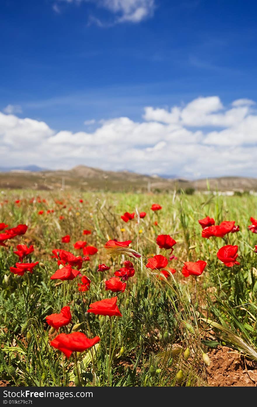 Colorful meadow under blue spring sky. Colorful meadow under blue spring sky.