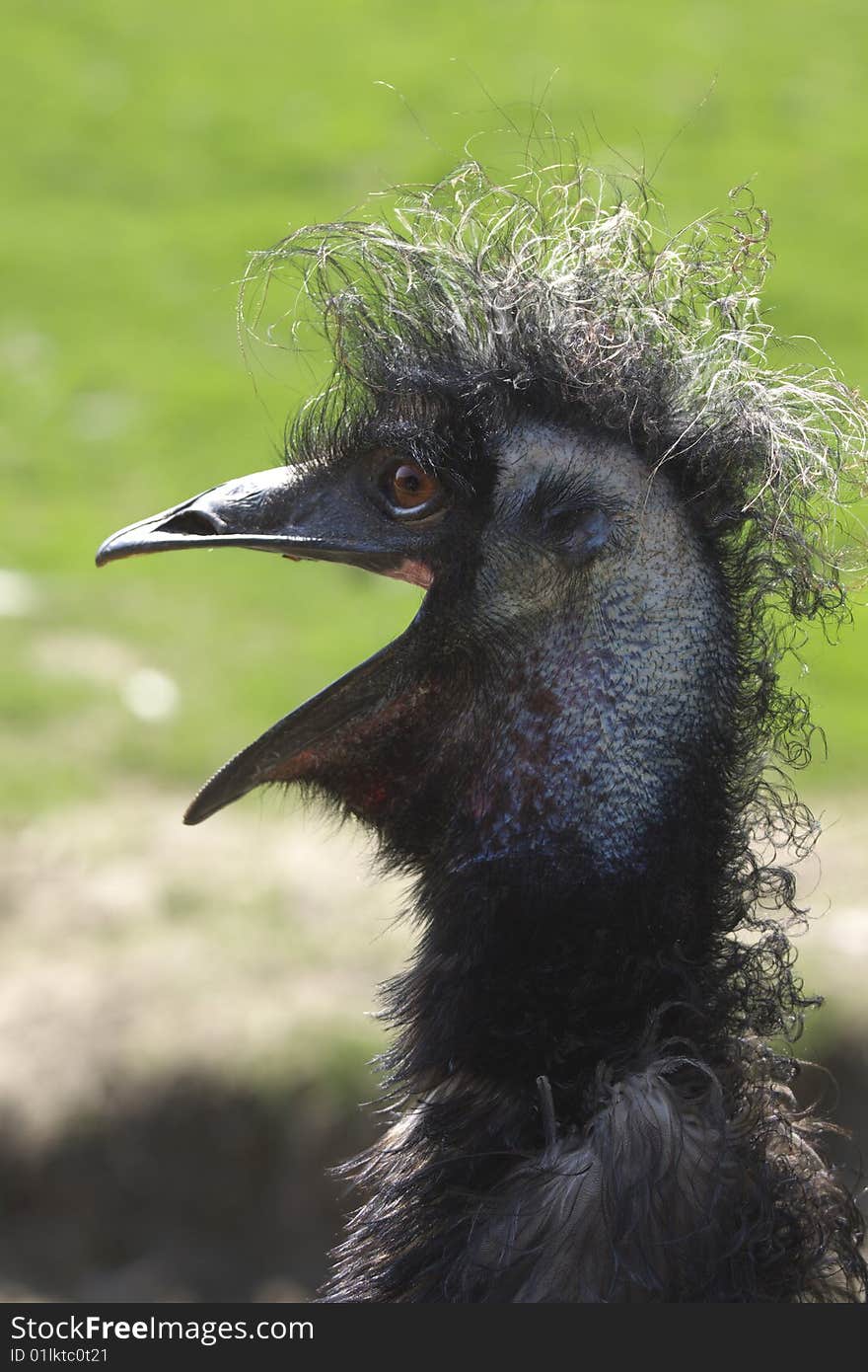 Portrait emu - on the green meadow