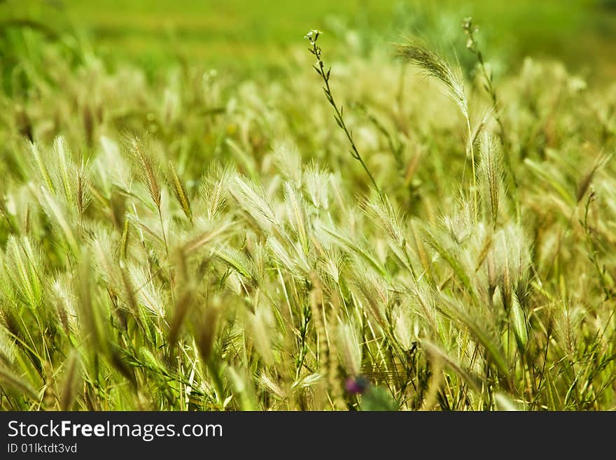 Cereal Meadow