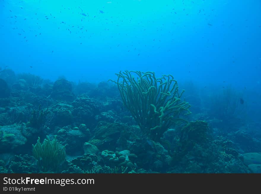 Seascape with variety of coral and blue water