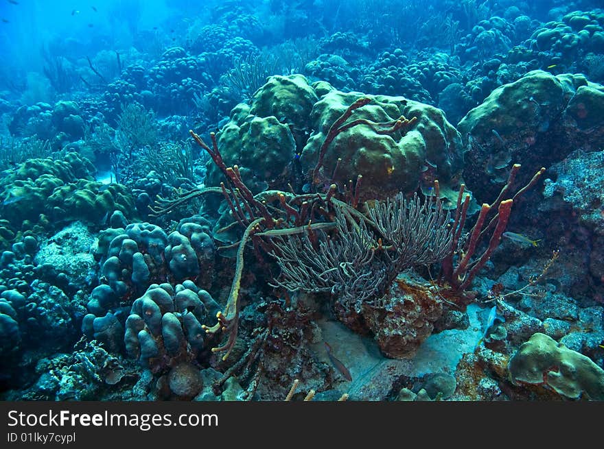 Wide angle seascape of coral reef found near island of bonaire