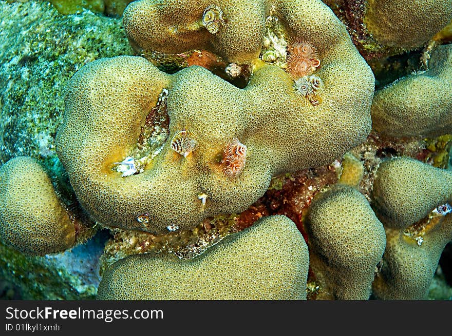 Christmas tree worms and coral