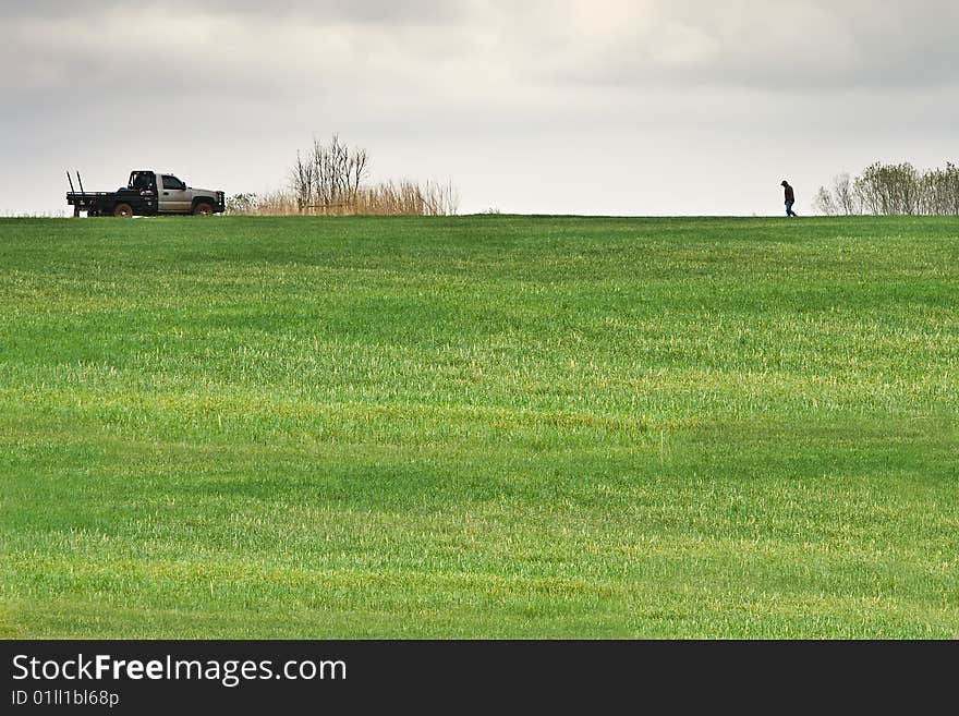 Farmer inspecting his winter wheat field. Farmer inspecting his winter wheat field