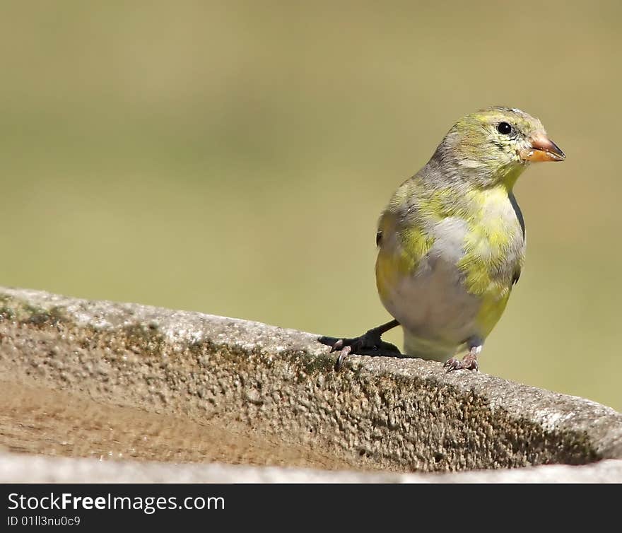 Female Goldfinch