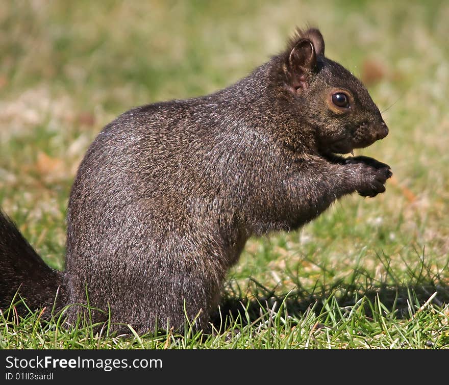 A melanistic eastern gray squirrel having a snack