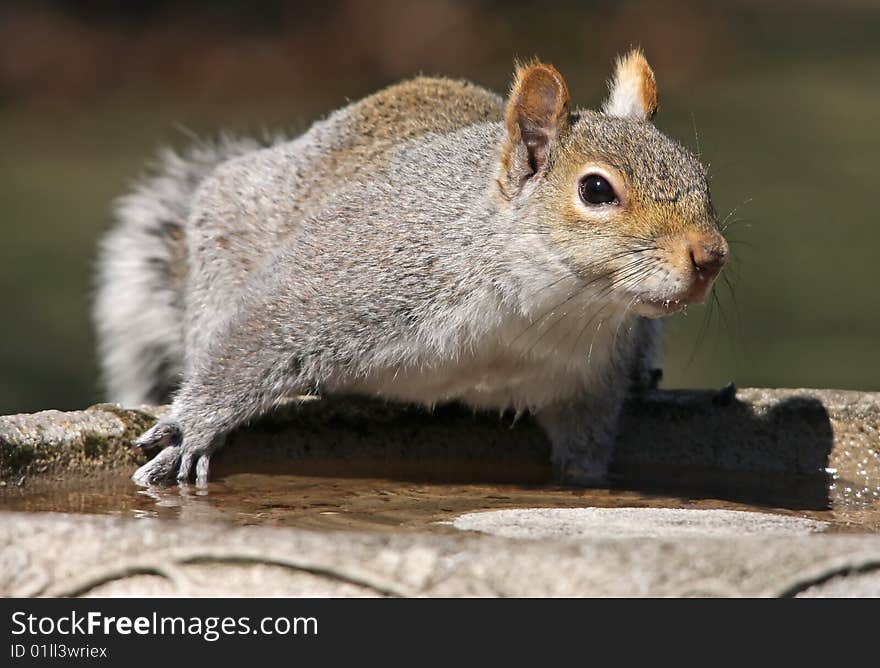 Eastern Gray Squirrel staring about after taking a drink from bird bath. Eastern Gray Squirrel staring about after taking a drink from bird bath