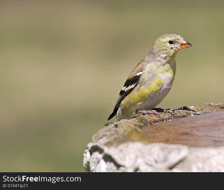 A female Goldfinch (Carduelis Tristas) perched on bird bath