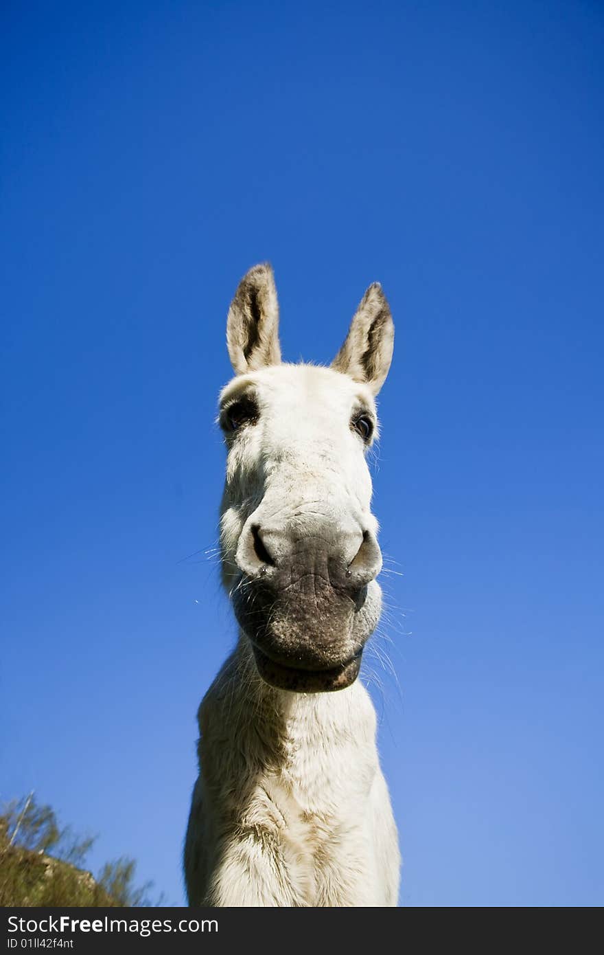 White donkey over clear sky. Focus on eyes.