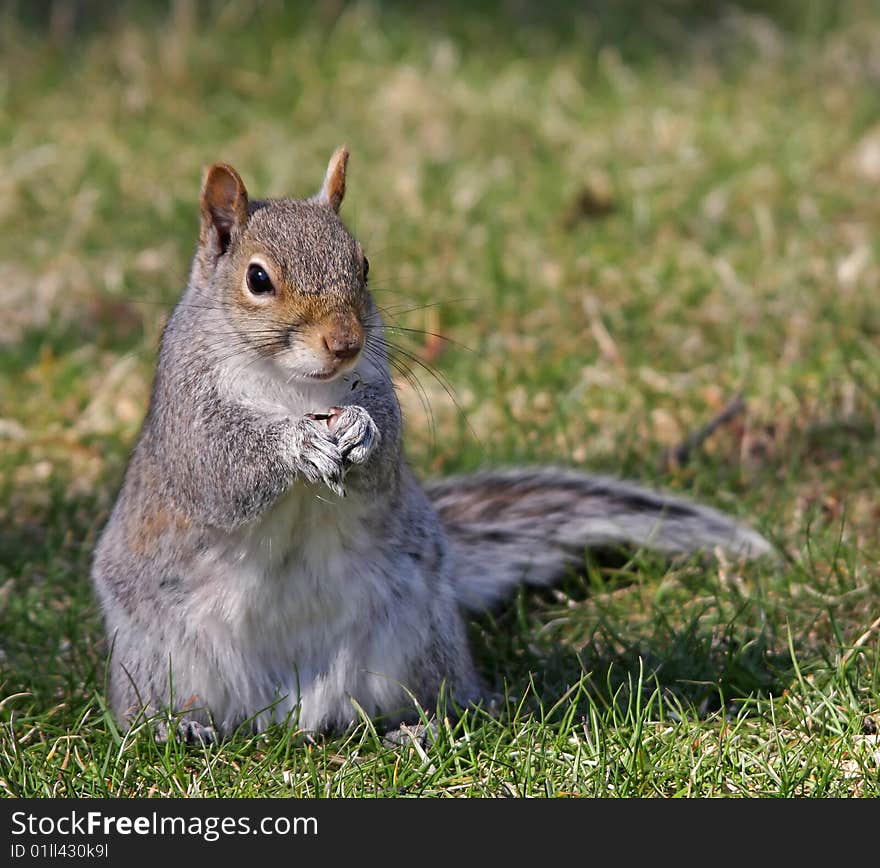 Squirrel eating a seed