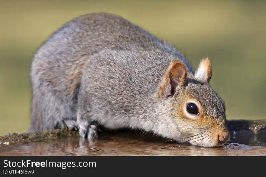 Eastern Gray Squirrel quenching its thirst from a bird bath. Eastern Gray Squirrel quenching its thirst from a bird bath