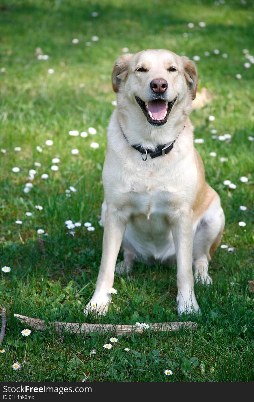 Young Female Labrador Sitting With Stick