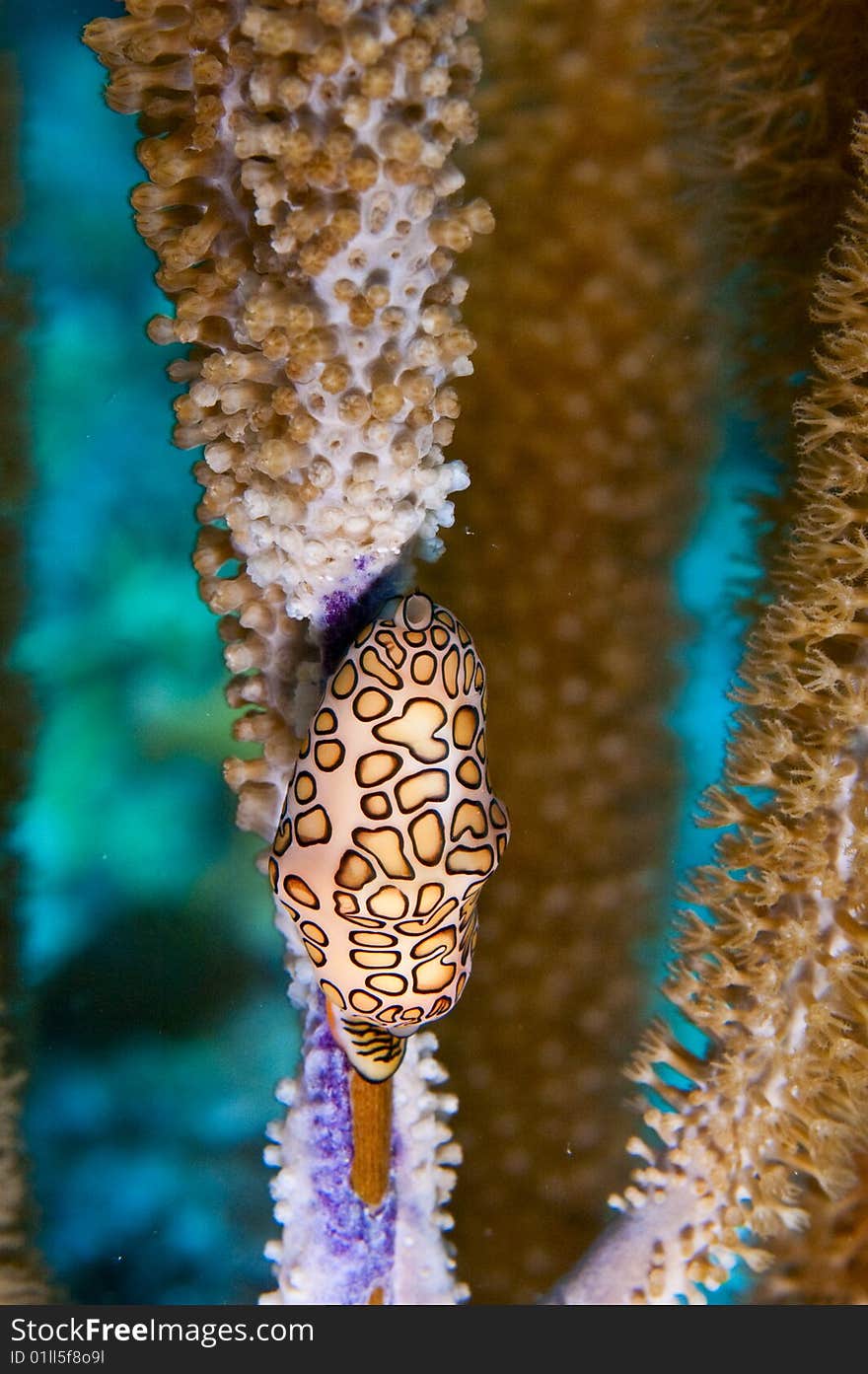 Flamingo tongue gastropod