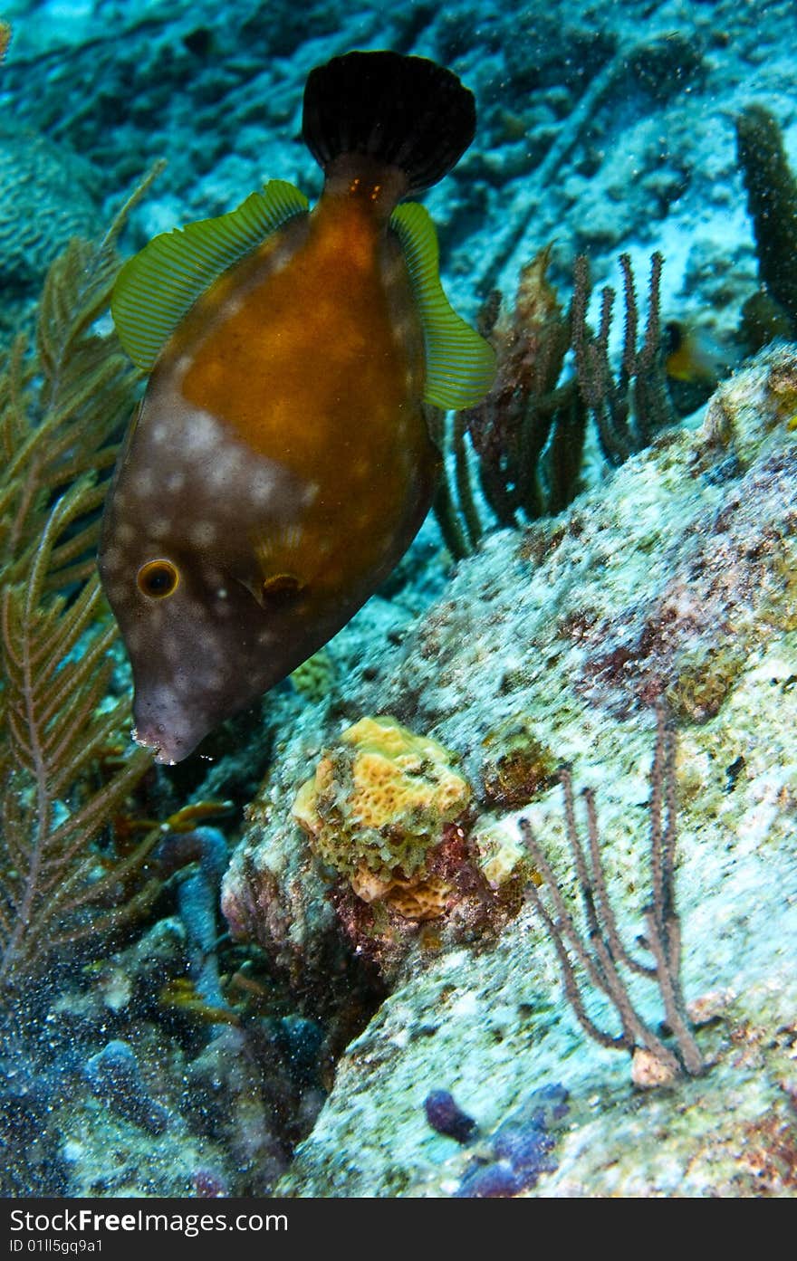 Single whitespotted filefish in orange phase above coral reef near island of bonaire