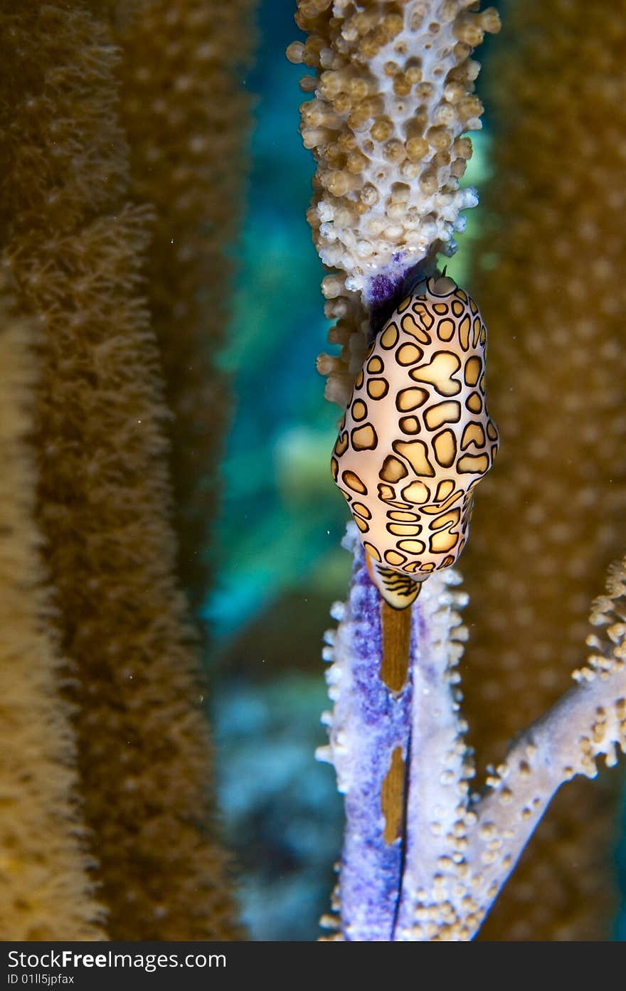 Flamingo tongue gastropod