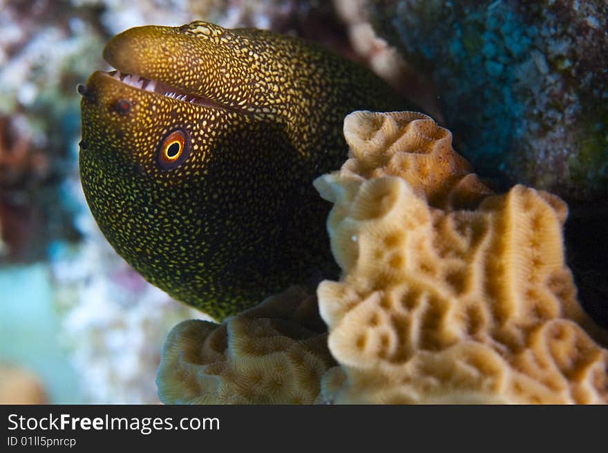 Single goldentail moray eel emerging from colorful coral reef near island of bonaire, dutch antilles. Single goldentail moray eel emerging from colorful coral reef near island of bonaire, dutch antilles