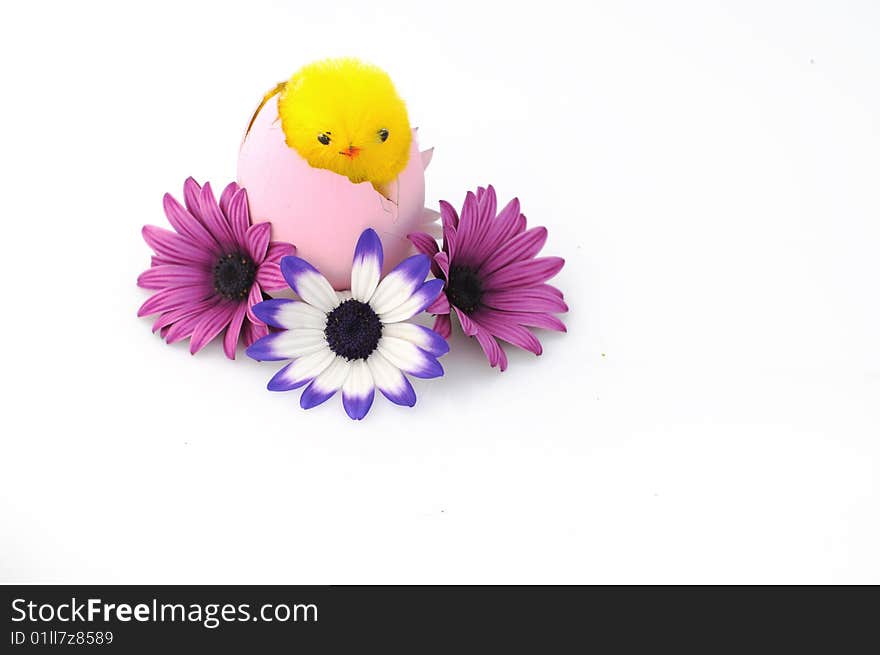 A simple composition of colored daisies and a chick. A simple composition of colored daisies and a chick