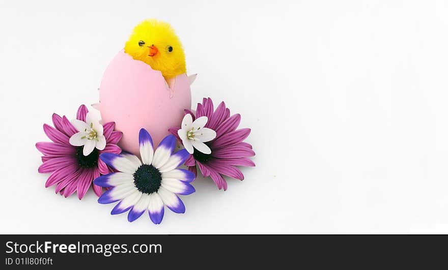 A simple composition of colored daisies and a chick. A simple composition of colored daisies and a chick