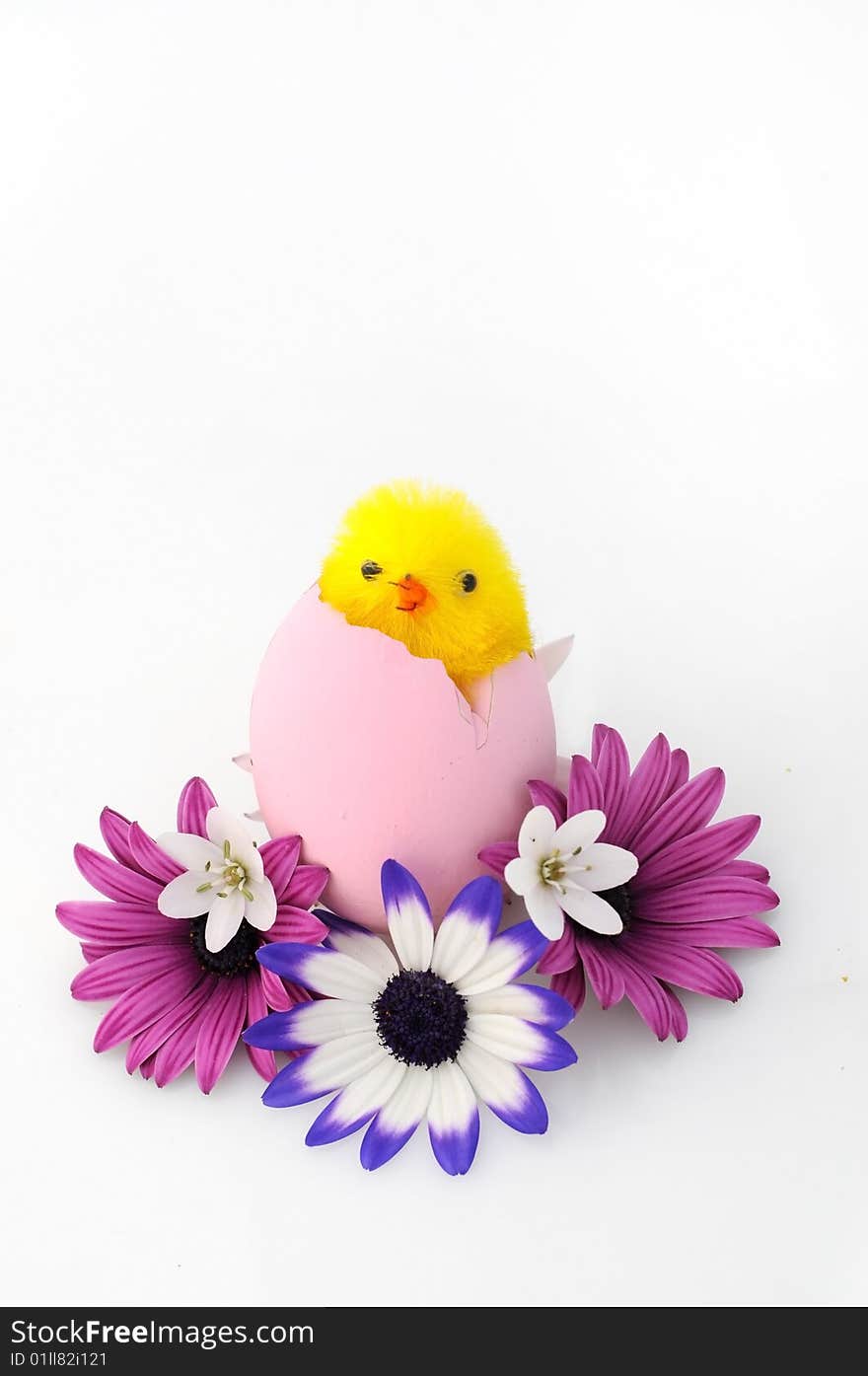 a simple composition of colored daisies and a chick. a simple composition of colored daisies and a chick