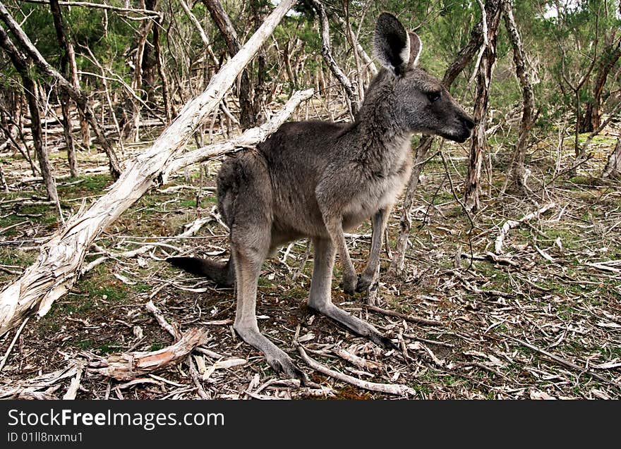 Kangaroo