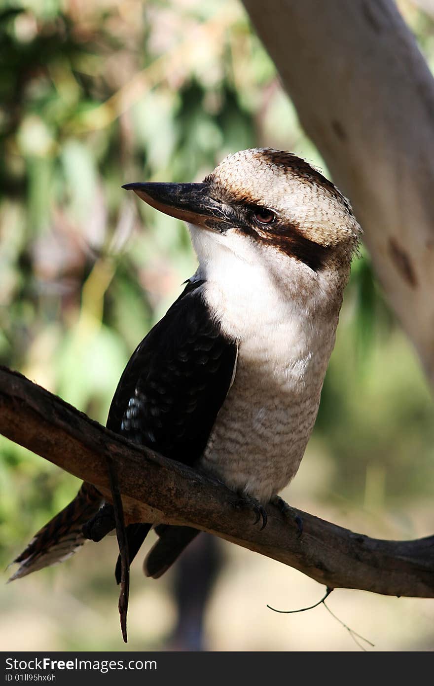 Kookaburra bird perched on a branch