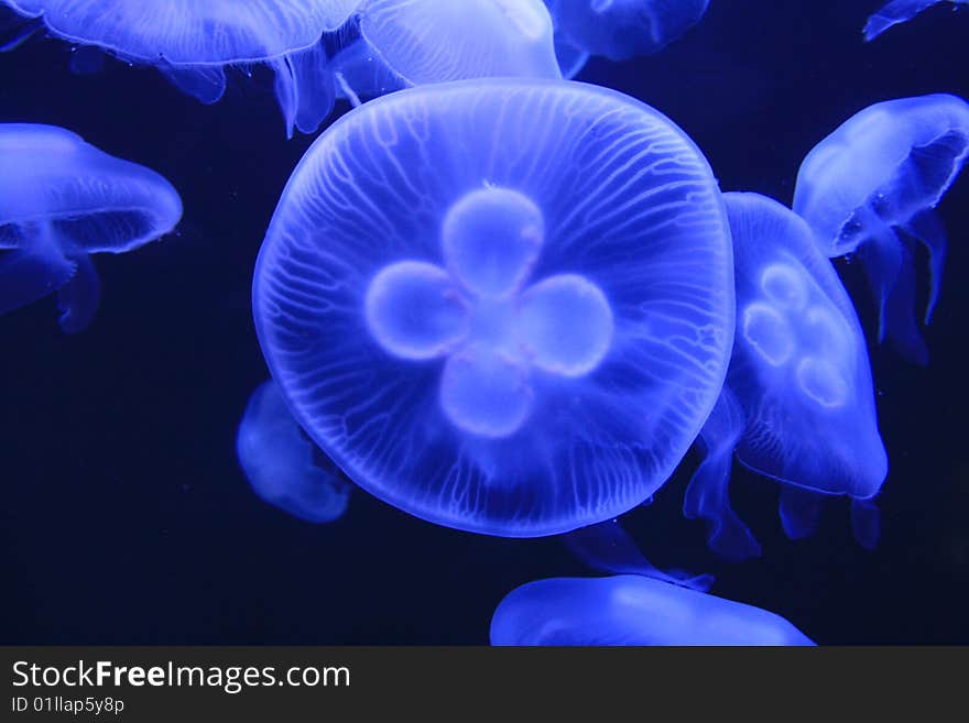 Moon jellies illuminated in the water. Moon jellies illuminated in the water