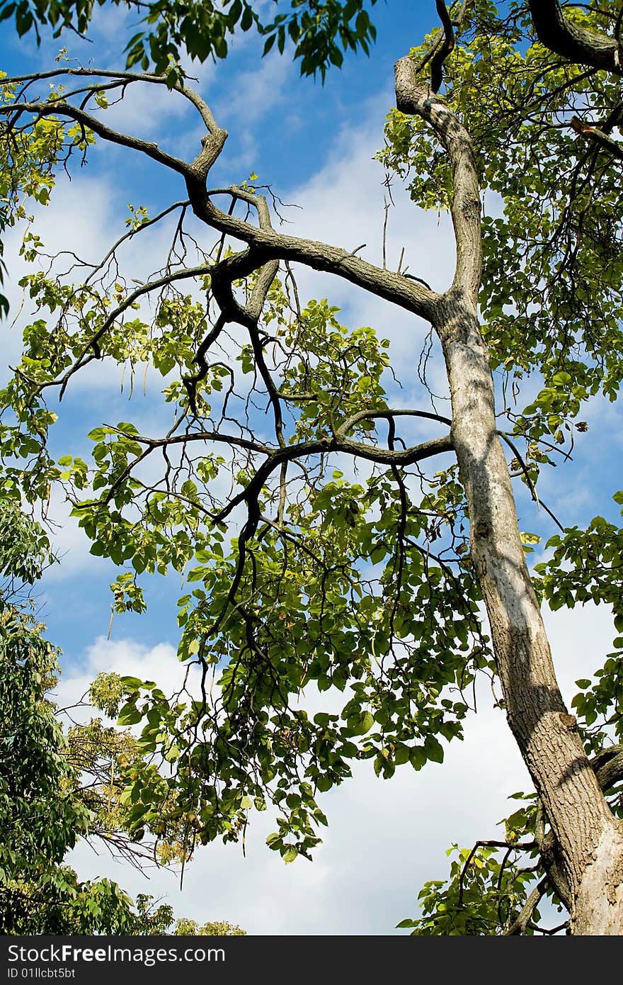 Summer Trees